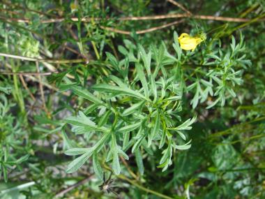 Billede af plante